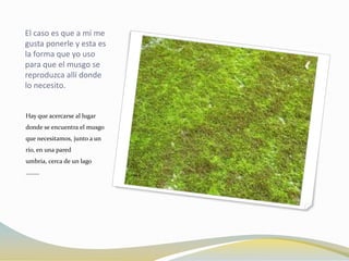 El caso es que a mí me
gusta ponerle y esta es
la forma que yo uso
para que el musgo se
reproduzca allí donde
lo necesito.


Hay que acercarse al lugar
donde se encuentra el musgo
que necesitamos, junto a un
río, en una pared
umbria, cerca de un lago
………
 