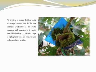 Yo prefiero el musgo de fibra corta
o musgo común, que le da una
estética   particular   a   la   parte
superior del sustrato y la parte
cercana al nebari. El de fibra larga
o sphagnum, que es este, lo uso
solo para hacer acodos.
 