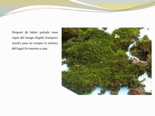 Después de haber quitado unas
capas del musgo elegido (tampoco
mucho para no romper la estética
del lugar) lo traemos a casa.
 