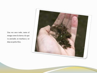 Una vez seco todo, tanto el
musgo como la tierra a la que
va asociado, se machaca y se
deja un polvo fino.
 