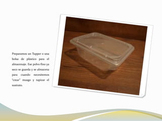 Preparamos un Tupper o una
bolsa de plástico para el
almacenaje. Ese polvo fino ya
seco se guarda y se almacena
para   cuando   necesitemos
“crear” musgo y tapizar el
sustrato.
 