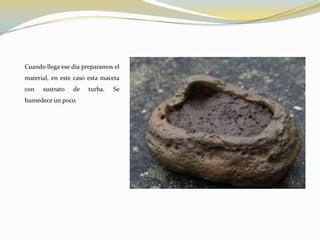 Cuando llega ese día preparamos el
material, en este caso esta maceta
con   sustrato   de   turba.   Se
humedece un poco.
 