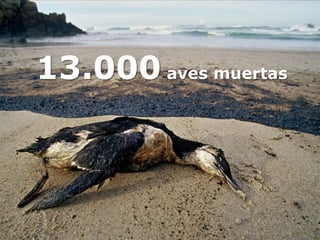 13.000 aves muertas
 