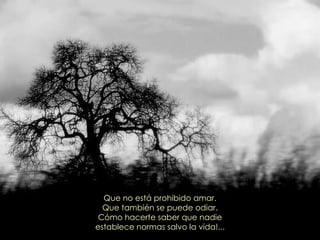 Que no está prohibido amar. Que también se puede odiar. Cómo hacerte saber que nadie establece normas salvo la vida!... 