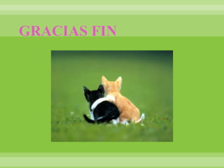 GRACIAS FIN