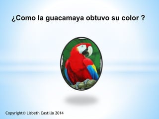 ¿Como la guacamaya obtuvo su color ?
Copyright© Lisbeth Castillo 2014
 