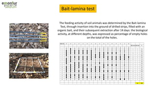 Bait-lamina test
The feeding activity of soil animals was determined by the Bait-lamina
Test, through insertion into the ground of drilled strips, filled with an
organic bait, and their subsequent extraction after 14 days: the biological
activity, at different depths, was expressed as percentage of empty holes
on the total of the holes.
 