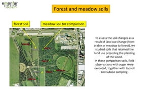 Forest and meadow soils
To assess the soil changes as a
result of land use change (from
arable or meadow to forest), we
studied soils that retained the
land use preceding the planting
of the wood.
In these comparison soils, field
observations with auger were
executed, together with topsoil
and subsoil sampling.
forest soil meadow soil for comparison
 
