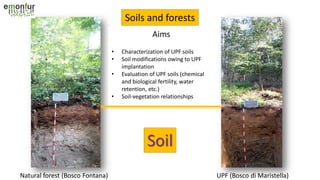 Soils and forests
Natural forest (Bosco Fontana) UPF (Bosco di Maristella)
Aims
• Characterization of UPF soils
• Soil modifications owing to UPF
implantation
• Evaluation of UPF soils (chemical
and biological fertility, water
retention, etc.)
• Soil-vegetation relationships
Soil
 