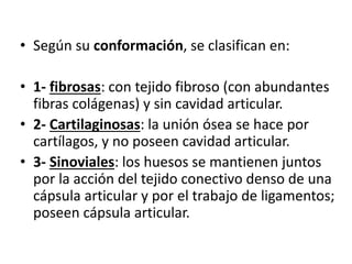 • Según su conformación, se clasifican en:
• 1- fibrosas: con tejido fibroso (con abundantes
fibras colágenas) y sin cavidad articular.
• 2- Cartilaginosas: la unión ósea se hace por
cartílagos, y no poseen cavidad articular.
• 3- Sinoviales: los huesos se mantienen juntos
por la acción del tejido conectivo denso de una
cápsula articular y por el trabajo de ligamentos;
poseen cápsula articular.
 
