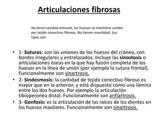 Articulaciones fibrosas
• 1- Suturas: son las uniones de los huesos del cráneo, con
bordes irregulares y entrelazados. Incluye las sinostosis o
articulaciones óseas en la que hay fusión completa de los
huesos en la línea de unión (por ejemplo la sutura frontal).
Funcionalmente son sinartrosis.
• 2- Sindesmosis: la cantidad de tejido conectivo fibroso es
mayor que en la anterior, y está dispuesto como una lámina
entre los dos huesos. Por ejemplo la articulación
tibioperonea distal. Funcionalmente son anfiartrosis.
• 3- Gonfosis: es la articulación de las raíces de los dientes en
los huesos maxilares. Funcionalmente son sinartrosis.
No tiene cavidad articular, los huesos se mantiene unidos
por tejido conectivo fibroso. No tienen movilidad. Sus
tipos son:
 