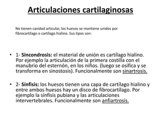 Articulaciones cartilaginosas
• 1- Sincondrosis: el material de unión es cartílago hialino.
Por ejemplo la articulación de la primera costilla con el
manubrio del esternón, en los niños. (luego se osifica y se
transforma en sinostosis). Funcionalmente son sinartrosis.
• 2- Sínfisis: los huesos tienen una capa de cartílago hialino y
entre ambos huesos hay un disco de fibrocartílago. Por
ejemplo la sínfisis pubiana y las articulaciones
intervertebrales. Funcionalmente son anfiartrosis.
No tienen cavidad articular, los huesos se mantiene unidos por
fibrocartílago o cartílago hialino. Sus tipos son:
 