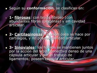  Según su conformación, se clasifican en:
• 1- fibrosas: con tejido fibroso (con
abundantes fibras colágenas) y sin cavidad
articular.
 2- Cartilaginosas: la unión ósea se hace por
cartílagos, y no poseen cavidad articular.
 3- Sinoviales: los huesos se mantienen juntos
por la acción del tejido conectivo denso de una
cápsula articular y por el trabajo de
ligamentos; poseen cápsula articular.
 