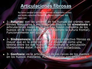 Articulaciones fibrosas
 1- Suturas: son las uniones de los huesos del cráneo, con
bordes irregulares y entrelazados. Incluye las sinostosis o
articulaciones óseas en la que hay fusión completa de los
huesos en la línea de unión (por ejemplo la sutura frontal).
Funcionalmente son sinartrosis.
 2- Sindesmosis: la cantidad de tejido conectivo fibroso es
mayor que en la anterior, y está dispuesto como una
lámina entre los dos huesos. Por ejemplo la articulación
tibioperonea distal. Funcionalmente son anfiartrosis.
 3- Gonfosis: es la articulación de las raíces de los dientes
en los huesos maxilares. Funcionalmente son sinartrosis.
No tiene cavidad articular, los huesos se mantiene unidos
por tejido conectivo fibroso. No tienen movilidad. Sus
tipos son:
 