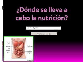 s is te m a d ig e s tivo



                     E valuar re s p ue s ta
 