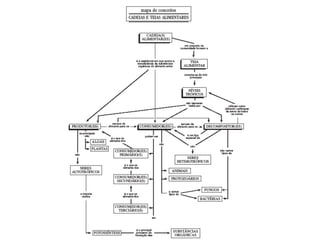 Como montar mapas conceituais