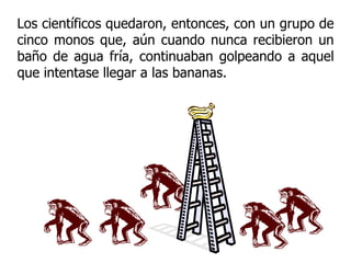 Los científicos quedaron, entonces, con un grupo de cinco monos que, aún cuando nunca recibieron un baño de agua fría, continuaban golpeando a aquel que intentase llegar a las bananas. 