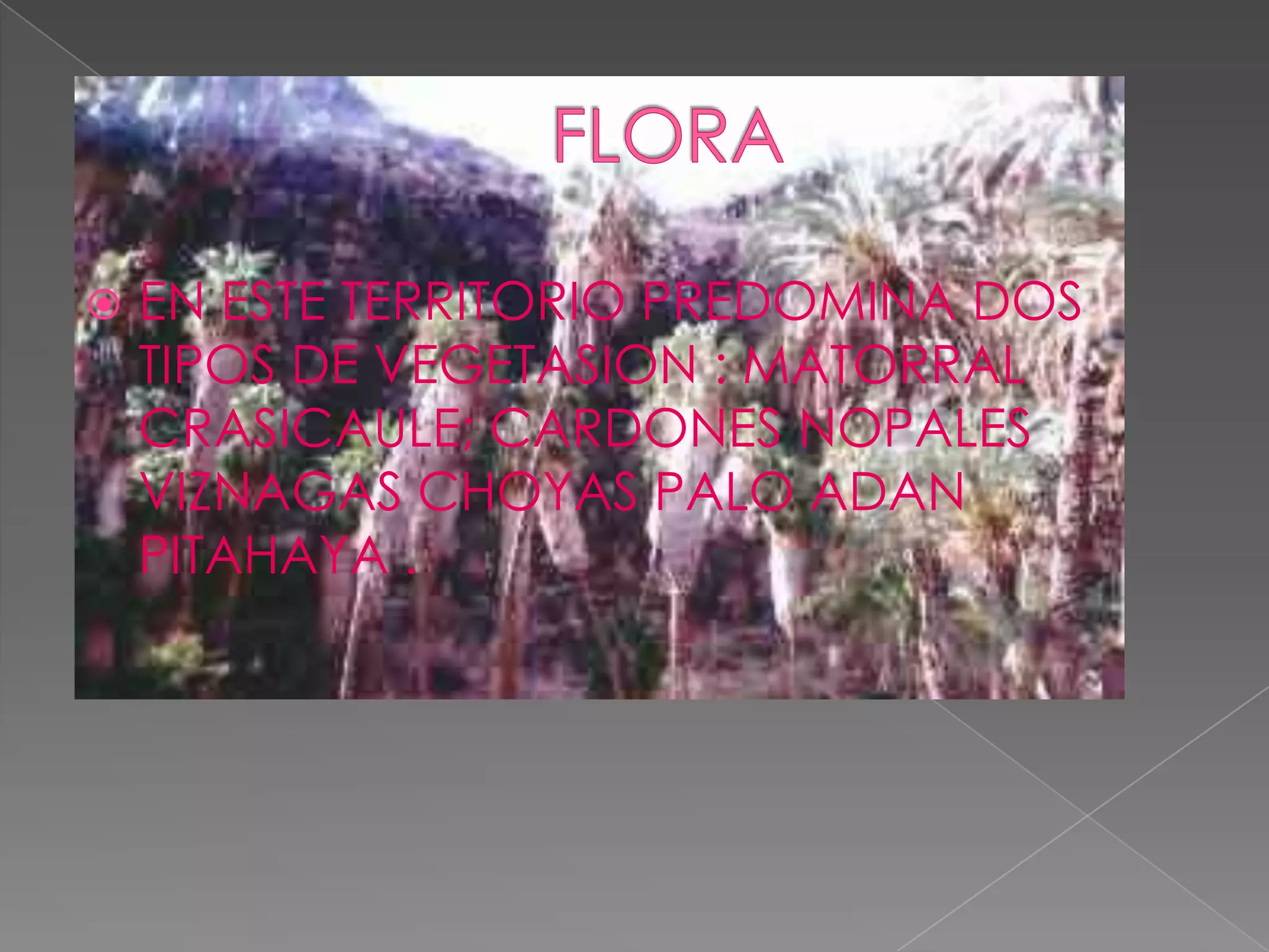    EN ESTE TERRITORIO PREDOMINA DOS
    TIPOS DE VEGETASION : MATORRAL
    CRASICAULE; CARDONES NOPALES
    VIZNAGAS CHOYAS PALO ADAN
    PITAHAYA .
 