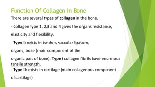Function Of Collagen In Bone
 