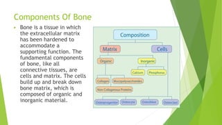 Components Of Bone
▶ Bone is a tissue in which
the extracellular matrix
has been hardened to
accommodate a
supporting func...