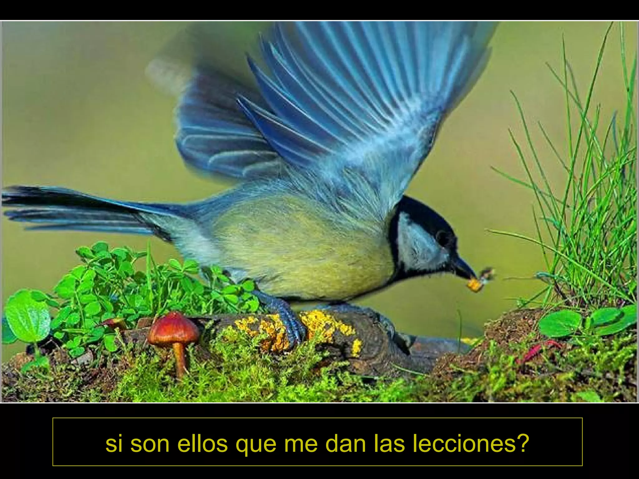 si son ellos que me dan las lecciones?