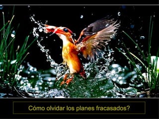 Cómo olvidar los planes fracasados? 