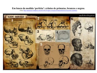 Em busca da medida ‘perfeita’: crânios de primatas, brancos e negros.
Fonte: http://mariacata.wordpress.com/2012/02/25/siglo-xviii-para-el-desarrollo-de-un-racismo-cientifico/