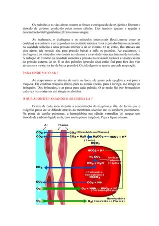 Os pulmões e as vias aéreas trazem ar fresco e enriquecido de oxigênio e liberam o
dióxido de carbono produzido pelas nossas células. Eles também ajudam a regular a
concentração hidrogeniônica (pH) no nosso sangue.
Ao inalarmos, o diafragma e os músculos intercostais (localizam-se entre as
costelas) se contraem e se expandem na cavidade torácica. Esta expansão diminui a pressão
na cavidade torácica a uma pressão inferior à do ar externo. O ar, então, flui através das
vias aéreas (de pressão alta para pressão baixa) e infla os pulmões. Ao exalarmos, o
diafragma e os músculos intercostais se relaxam e a cavidade torácica diminui de tamanho.
A redução do volume da cavidade aumenta a pressão na cavidade torácica a valores acima
da pressão externa do ar. O ar dos pulmões (pressão alta) então flui para fora das vias
aéreas para o exterior (ar de baixa pressão). O ciclo depois se repete em cada respiração.
PARA ONDE VAI O AR ?
Ao respirarmos ar através do nariz ou boca, ele passa pela epiglote e vai para a
traquéia. Ele continua traquéia abaixo para as cordas vocais, para a laringe, até atingir os
brônquios. Dos brônquios, o ar passa para cada pulmão. O ar então flui por bronquíolos
cada vez mais estreitos até atingir os alvéolos.
O QUE ACONTECE QUANDO O AR CHEGA LÁ ?
Dentro de cada saco alveolar a concentração do oxigênio é alta, de forma que o
oxigênio passa ou se difunde através da membrana alveolar até os capilares pulmonares.
Na ponta do capilar pulmonar, a hemoglobina nas células vermelhas do sangue tem
dióxido de carbono ligado a ela, com muito pouco oxigênio. Veja a figura abaixo:
 