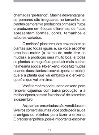 chamadas “pé-franco”. Mas há desvantagens: 
os pomares são irregulares no tamanho; as 
plantas demoram a produzir os primeiros frutos 
e produzem em épocas diferentes; os frutos 
apresentam formas, cores, tamanhos e 
sabores variados. 
O melhor é plantar mudas enxertadas: as 
plantas são todas iguais e, se você escolher 
uma boa matriz (a planta de onde tirar as 
mudas), a produção será muito boa, e todas 
as plantas começarão a produzir mais cedo e 
na mesma época. No enxerto, você faz mudas 
usando duas plantas: o cavalo (porta-enxerto), 
que é a planta que vai embaixo e o enxerto, 
que é a que vai em cima. 
Você também pode usar o enxerto para 
renovar cajueiros com baixa produção, e a 
melhor época para se fazer isso é de setembro 
a dezembro. 
As plantas enxertadas são vendidas em 
viveiros comerciais, mas você pode pedir ajuda 
a amigos ou vizinhos para fazer o enxerto. 
É preciso ter prática, pois é importante escolher 
11 
 
