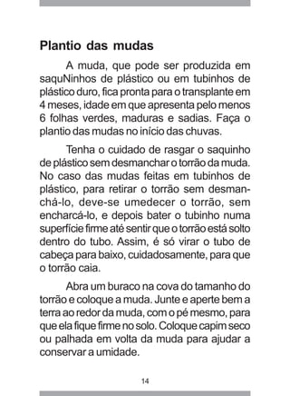 Plantio das mudas 
A muda, que pode ser produzida em 
saquNinhos de plástico ou em tubinhos de 
plástico duro, fica pronta para o transplante em 
4 meses, idade em que apresenta pelo menos 
6 folhas verdes, maduras e sadias. Faça o 
plantio das mudas no início das chuvas. 
Tenha o cuidado de rasgar o saquinho 
de plástico sem desmanchar o torrão da muda. 
No caso das mudas feitas em tubinhos de 
plástico, para retirar o torrão sem desman-chá- 
lo, deve-se umedecer o torrão, sem 
encharcá-lo, e depois bater o tubinho numa 
superfície firme até sentir que o torrão está solto 
dentro do tubo. Assim, é só virar o tubo de 
cabeça para baixo, cuidadosamente, para que 
o torrão caia. 
Abra um buraco na cova do tamanho do 
torrão e coloque a muda. Junte e aperte bem a 
terra ao redor da muda, com o pé mesmo, para 
que ela fique firme no solo. Coloque capim seco 
ou palhada em volta da muda para ajudar a 
conservar a umidade. 
14 
 