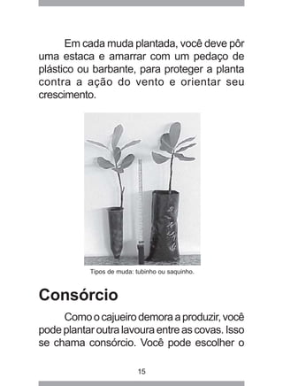 Em cada muda plantada, você deve pôr 
uma estaca e amarrar com um pedaço de 
plástico ou barbante, para proteger a planta 
contra a ação do vento e orientar seu 
crescimento. 
Tipos de muda: tubinho ou saquinho. 
15 
Consórcio 
Como o cajueiro demora a produzir, você 
pode plantar outra lavoura entre as covas. Isso 
se chama consórcio. Você pode escolher o 
 