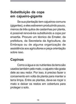 Substituição da copa 
em cajueiro-gigante 
Se sua plantação tem cajueiros-comuns 
(gigantes), e eles estiverem produzindo pouco, 
menos de três quilos de castanhas por planta, 
é possível renová-los substituindo a copa por 
enxertia. Procure um técnico da Emater, da 
prefeitura, da Secretaria da Agricultura, da 
Embrapa ou de alguma organização de 
assistência aos agricultores e peça orientação 
sobre isso. 
Capinas 
Como a água e os nutrientes da terra são 
usados também pelo mato, o cajueiro não gosta 
dele ao seu redor. Por isso, é preciso fazer o 
coroamento em volta da planta para manter a 
terra limpa. Entre as plantas, deve-se roçar o 
mato e deixar os restos em cobertura para 
proteger o solo. 
19 
 