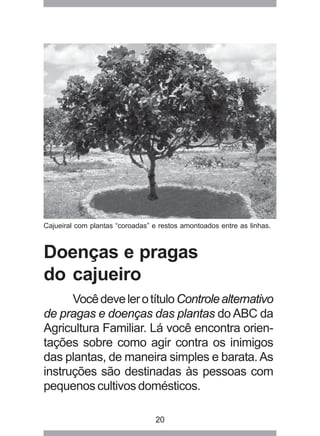 Cajueiral com plantas “coroadas” e restos amontoados entre as linhas. 
Doenças e pragas 
do cajueiro 
Você deve ler o título Controle alternativo 
de pragas e doenças das plantas do ABC da 
Agricultura Familiar. Lá você encontra orien-tações 
sobre como agir contra os inimigos 
das plantas, de maneira simples e barata. As 
instruções são destinadas às pessoas com 
pequenos cultivos domésticos. 
20 
 