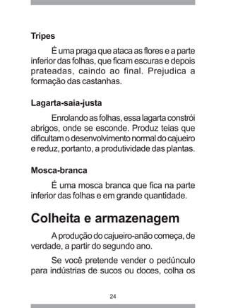24 
Tripes 
É uma praga que ataca as flores e a parte 
inferior das folhas, que ficam escuras e depois 
prateadas, caindo ao final. Prejudica a 
formação das castanhas. 
Lagarta-saia-justa 
Enrolando as folhas, essa lagarta constrói 
abrigos, onde se esconde. Produz teias que 
dificultam o desenvolvimento normal do cajueiro 
e reduz, portanto, a produtividade das plantas. 
Mosca-branca 
É uma mosca branca que fica na parte 
inferior das folhas e em grande quantidade. 
Colheita e armazenagem 
A produção do cajueiro-anão começa, de 
verdade, a partir do segundo ano. 
Se você pretende vender o pedúnculo 
para indústrias de sucos ou doces, colha os 
 