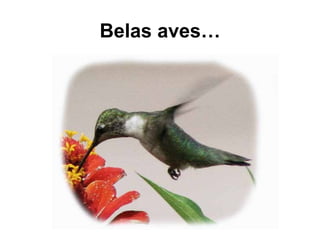 Belas aves…
 