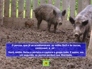 O porcos, que já se acostumaram  ao milho fácil e às cercas, continuam  a  vir .  Você, então, fecha a porteira e captura o grupo todo. E assim, em um segundo, os porcos perdem sua liberdade. CONTINUAR  