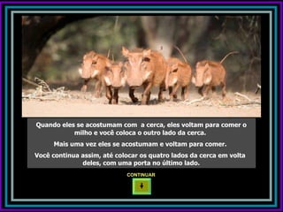 Quando eles se acostumam com a cerca, eles voltam para comer o
           milho e você coloca o outro lado da cerca.
     Mais uma vez eles se acostumam e voltam para comer.
Você continua assim, até colocar os quatro lados da cerca em volta
              deles, com uma porta no último lado.
                            CONTINUAR
 
