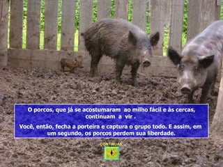 O porcos, que já se acostumaram ao milho fácil e às cercas,
                        continuam a vir .
Você, então, fecha a porteira e captura o grupo todo. E assim, em
          um segundo, os porcos perdem sua liberdade.
                            CONTINUAR
 