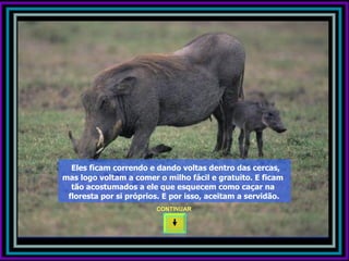 Eles ficam correndo e dando voltas dentro das cercas,
mas logo voltam a comer o milho fácil e gratuito. E ficam
  tão acostumados a ele que esquecem como caçar na
 floresta por si próprios. E por isso, aceitam a servidão.
                        CONTINUAR
 