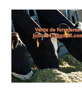 Como preparar un buen ensilaje