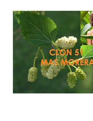 Como preparar un buen ensilaje