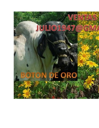 Como preparar un buen ensilaje