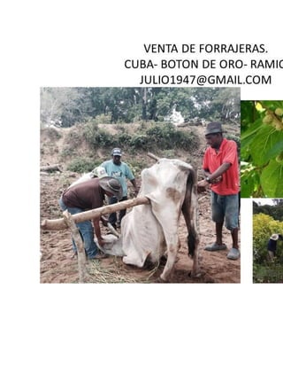 Como preparar un buen ensilaje