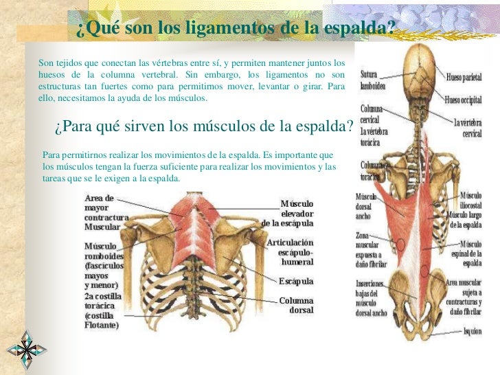 Me Crujen Los Huesos De La Espalda Como prevenir el dolor de espalda