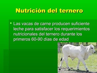 Nutrición del terneroNutrición del ternero
 Las vacas de carne producen suficienteLas vacas de carne producen suficiente
...