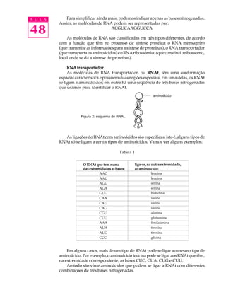 48
A U L A
Figura 2: esquema de RNAt.
O RNAt que tem numaO RNAt que tem numaO RNAt que tem numaO RNAt que tem numaO RNAt que tem numa
das extremidades as bases:das extremidades as bases:das extremidades as bases:das extremidades as bases:das extremidades as bases:
AAC
AAU
AGU
AGA
GUG
CAA
CAU
CAG
CGU
CUU
AAA
AUA
AUG
CCC
liga-se, na outra extremidade,liga-se, na outra extremidade,liga-se, na outra extremidade,liga-se, na outra extremidade,liga-se, na outra extremidade,
ao aminoácido:ao aminoácido:ao aminoácido:ao aminoácido:ao aminoácido:
leucina
leucina
serina
serina
histidina
valina
valina
valina
alanina
glutamina
fenilalanina
tirosina
tirosina
glicina
aminoácido
Para simplificar ainda mais, podemos indicar apenas as bases nitrogenadas.
Assim, as moléculas de RNA podem ser representadas por:
ACGUCAAGGUCCA
As moléculas de RNA são classificadas em três tipos diferentes, de acordo
com a função que têm no processo de síntese protéica: o RNA mensageiro
(que transmite as informações para a síntese de proteínas), o RNA transportador
(quetransportaosaminoácidos)eoRNAribossômico(queconstituioribossomo,
local onde se dá a síntese de proteínas).
RNAtransportadorRNAtransportadorRNAtransportadorRNAtransportadorRNAtransportador
As moléculas de RNA transportador, ou RNAtRNAtRNAtRNAtRNAt, têm uma conformação
espacial característica e possuem duas regiões especiais. Em uma delas, os RNAt
se ligam a aminoácidos; em outra há uma seqüência de três bases nitrogenadas
que usamos para identificar o RNAt.
As ligações do RNAt com aminoácidos são específicas, isto é, alguns tipos de
RNAt só se ligam a certos tipos de aminoácidos. Vamos ver alguns exemplos:
Em alguns casos, mais de um tipo de RNAt pode se ligar ao mesmo tipo de
aminoácido. Por exemplo, o aminoácido leucina pode se ligar aos RNAt que têm,
na extremidade correspondente, as bases CUC, CUA, CUG e CUU.
Ao todo são vinte aminoácidos que podem se ligar a RNAt com diferentes
combinações de três bases nitrogenadas.
Tabela 1
 