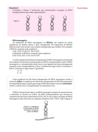 48
A U L AExercícios
Figura 3
Exercício 2Exercício 2Exercício 2Exercício 2Exercício 2
Complete a Figura 3 indicando que aminoácidos carregam os RNA
transportadores que estão representados:
RNA mensageiroRNA mensageiroRNA mensageiroRNA mensageiroRNA mensageiro
As moléculas de RNA mensageiro, ou RNAmRNAmRNAmRNAmRNAm, são cadeias de várias
seqüências de fosfato, ribose e base nitrogenada. Os segmentos de RNAm
diferem entre si de acordo com as bases nitrogenadas que contêm. Por exemplo:
o RNAm composto pela seqüência
AAC AGU CAA CCC AUA GGC
é diferente do RNAm composto pela seqüência
CGU CUU ACC CAA AAA UUU
AcadaconjuntodetrêsbasesnitrogenadasdoRNAmensageirocorresponde
um conjunto de três bases nitrogenadas nos RNA transportadores. Entre o RNA
mensageiro e o transportador pode haver uma ligação das bases nitrogenadas
segundo certa correspondência: a base A (adenina) se liga à base U (uracila) e a
base C (citosina) se liga à base G (guanina).
A – U
C – G
Cada seqüência de três bases nitrogenadas do RNA mensageiro recebe o
nome de códon.códon.códon.códon.códon. A seqüência de três bases nitrogenadas do RNA transportador
correspondente(istoé,aquelaqueseligaaoRNAm)recebeonomede anticódonanticódonanticódonanticódonanticódon.
Assim o códon GUU é complementar ao anticódon CAA.
O RNA transportador liga-se ao RNA mensageiro sempre da mesma forma:
o anticódon se encaixa no códon. Os RNA transportadores que tiverem os
conjuntos de três bases (anticódons) UUG e UCA vão se ligar na região do RNA
mensageiro onde estiverem os conjuntos (códons) AAC e AGU. Veja a Figura 4.
Figura 4: a seqüência
de três bases do RNAt
(anticódon) se liga ao
códon do RNAm.
 