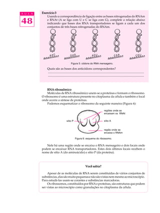 48
A U L A Exercício 3Exercício 3Exercício 3Exercício 3Exercício 3
Usando a correspondência de ligação entre as bases nitrogenadas do RNAm
e RNAt (A se liga com U e C se liga com G), complete a relação abaixo
indicando que bases dos RNA transportadores se ligam a cada um dos
conjuntos de três bases nitrogenadas do RNAm.
Quais são as bases dos anticódons correspondentes?
..................................................................................................................................
..................................................................................................................................
RNA ribossômicoRNA ribossômicoRNA ribossômicoRNA ribossômicoRNA ribossômico
Moléculas de RNA ribossômico unem-se a proteínas e formam o ribossomo.
O ribossomo é uma estrutura presente no citoplasma da célula e também o local
onde ocorre a síntese de proteínas.
Podemos esquematizar o ribossomo da seguinte maneira (Figura 6):
Figura 6: esquema do ribossomo.
Nele há uma região onde se encaixa o RNA mensageiro e dois locais onde
podem se encaixar RNA transportadores. Estes dois últimos locais recebem o
nome de sítio A (do aminoácido) e sítio P (da proteína).
Você sabia?Você sabia?Você sabia?Você sabia?Você sabia?
Apesar de as moléculas de RNA serem constituídas de vários conjuntos de
substâncias,elassãomuitopequenasenãosãovistasnemmesmoaomicroscópio.
Para estudá-las usam-se corantes e substâncias marcadoras.
Os ribossomos, constituídos por RNA e proteínas, são estruturas que podem
ser vistas ao microscópio como granulações no citoplasma da célula.
Figura 5: códons do RNA mensageiro.
regiões onde se
encaixam os RNAt
região onde se
encaixa o RNAm
sítio Asítio P
 