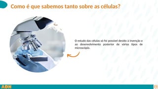 O estudo das células só foi possível devido à invenção e
ao desenvolvimento posterior de vários tipos de
microscópio.
Como é que sabemos tanto sobre as células?
 