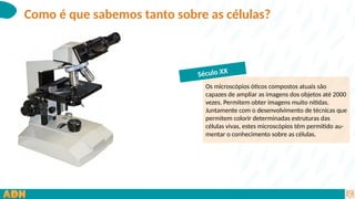 Como é que sabemos tanto sobre as células?
Os microscópios óticos compostos atuais são
capazes de ampliar as imagens dos objetos até 2000
vezes. Permitem obter imagens muito nítidas.
Juntamente com o desenvolvimento de técnicas que
permitem colorir determinadas estruturas das
células vivas, estes microscópios têm permitido au-
mentar o conhecimento sobre as células.
Século XX
 